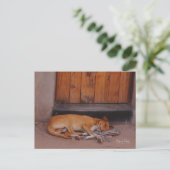 Hund an der Erholung Postkarte (Stehend Vorderseite)