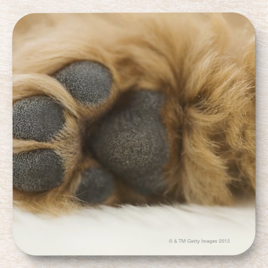 Hund, Ansicht des Beines Getränkeuntersetzer (Vorderseite)