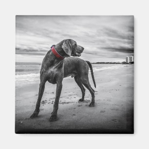 Hund auf Beach Black & White Foto mit Red Collar Magnet