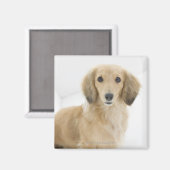 Hund auf Couch Magnet (Vorderseite/Rückseite)
