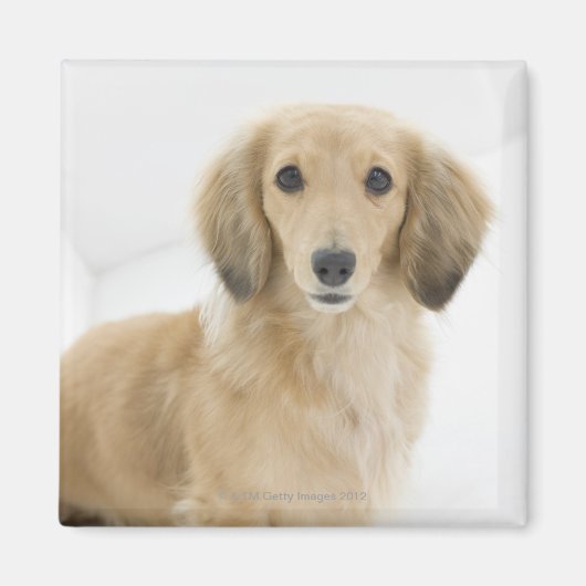 Hund auf Couch Magnet (Vorne)