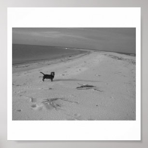 Hund auf dem Strand Poster