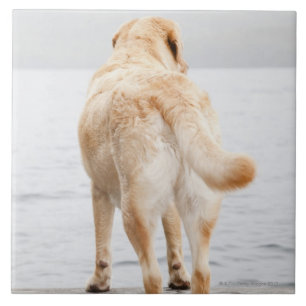 Hund auf Dock Fliese