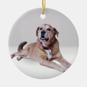 Hund auf einem Ornament