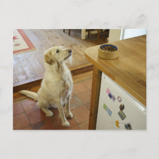 Hund auf Essen auf dem Tisch. Postkarte