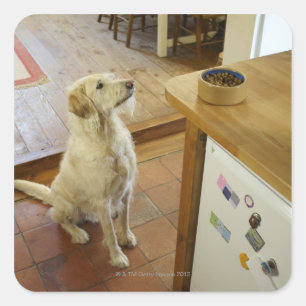 Hund auf Essen auf dem Tisch. Quadratischer Aufkleber