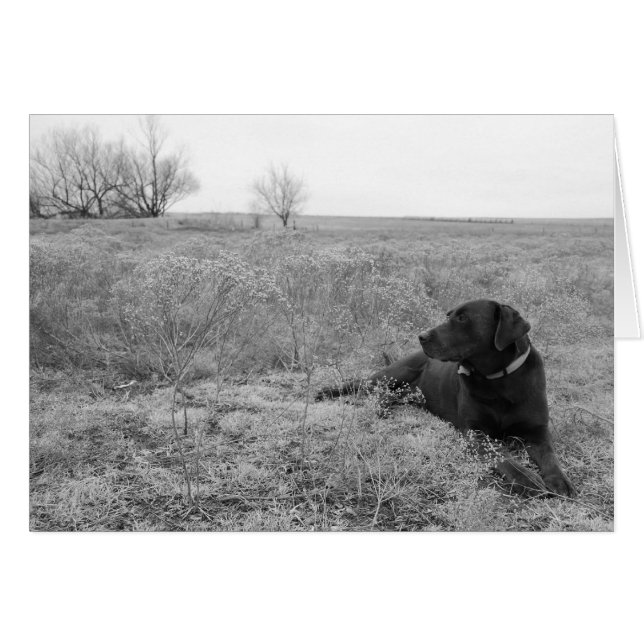 Hund auf Feldkarte (Vorderseite (Horizontal))