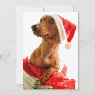 Hund auf Geschenk mit Weihnachtsmannmütze Feiertagskarte