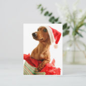 Hund auf Geschenk mit Weihnachtsmannmütze Feiertagspostkarte (Stehend Vorderseite)