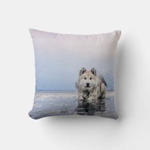 HUND AUF KALMKÖRPER KISSEN