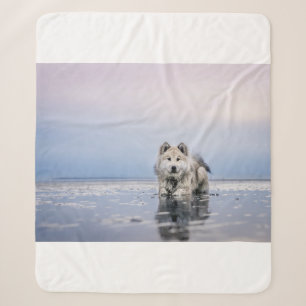 HUND AUF KALMKÖRPER SHERPADECKE