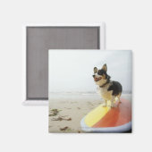 Hund auf Surfbrett Magnet (Vorderseite/Rückseite)