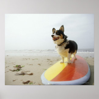 Hund auf Surfbrett Poster