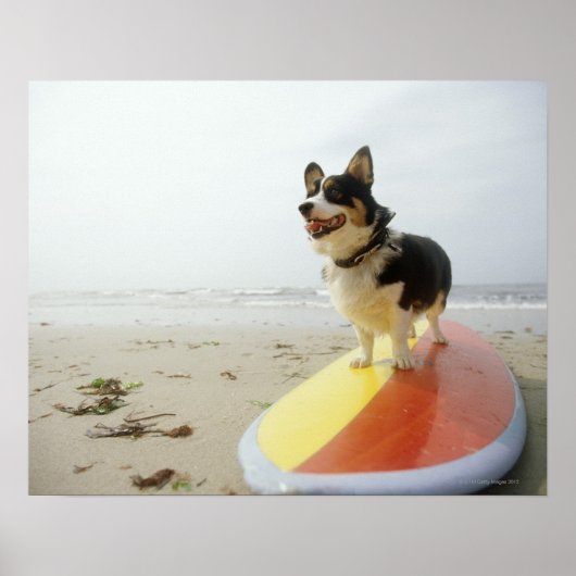 Hund auf Surfbrett Poster (Vorne)