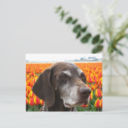 Hund auf Tulpenfeld Postkarte (Stehend Vorderseite)