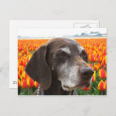Hund auf Tulpenfeld Postkarte (Vorne/Hinten)
