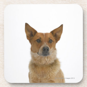 Hund auf Weiß 01 Untersetzer