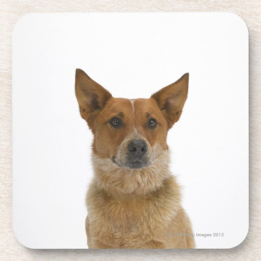 Hund auf Weiß 01 Untersetzer (Vorderseite)