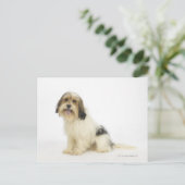 Hund auf Weiß 104 Postkarte (Stehend Vorderseite)