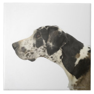 Hund auf Weiß 11 Fliese