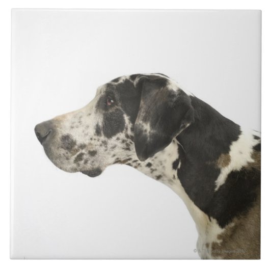 Hund auf Weiß 11 Fliese (Vorderseite)