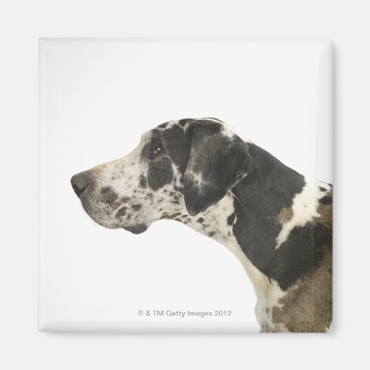 Hund auf Weiß 11 Magnet (Vorne)