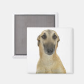 Hund auf Weiß 41 Magnet (Vorderseite/Rückseite)