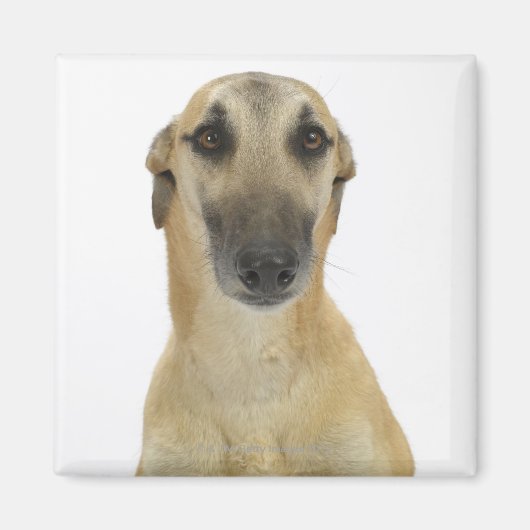 Hund auf Weiß 41 Magnet (Vorne)