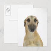 Hund auf Weiß 41 Postkarte (Vorne/Hinten)