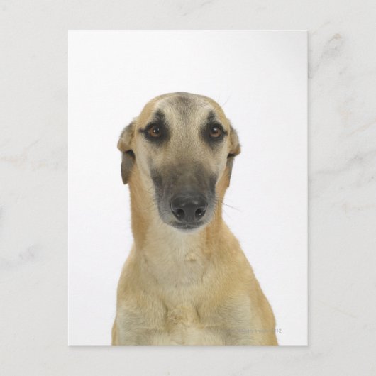 Hund auf Weiß 41 Postkarte (Vorderseite)