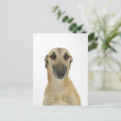 Hund auf Weiß 41 Postkarte (Stehend Vorderseite)