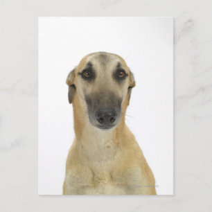 Hund auf Weiß 41 Postkarte