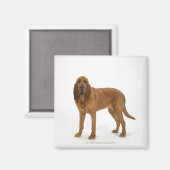 Hund auf Weiß 97 Magnet (Vorderseite/Rückseite)
