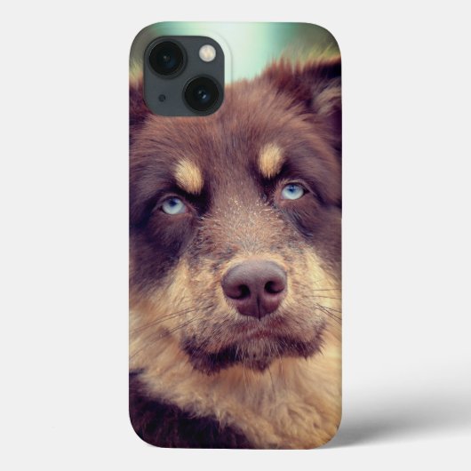 Hund, australischer Hirte, Haustier Case-Mate iPhone Hülle (Rückseite)
