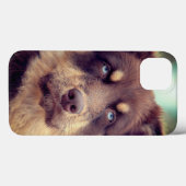 Hund, australischer Hirte, Haustier Case-Mate iPhone Hülle (Rückseite (Horizontal))