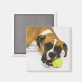 Hund beißen Tennisball Magnet (Vorderseite/Rückseite)