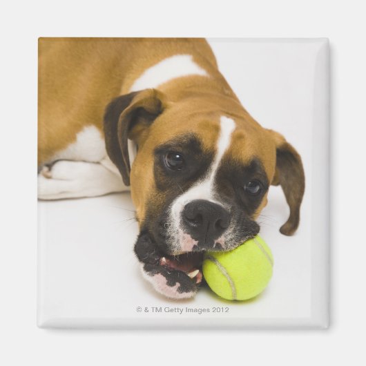 Hund beißen Tennisball Magnet (Vorne)