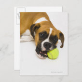 Hund beißen Tennisball Postkarte (Vorne/Hinten)