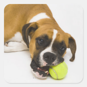 Hund beißen Tennisball Quadratischer Aufkleber