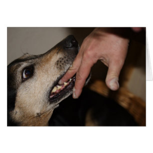Hund beißend Finger