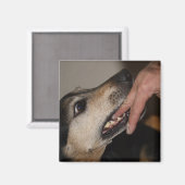 Hund beißend Finger Magnet (Vorderseite/Rückseite)