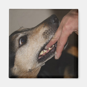 Hund beißend Finger Magnet