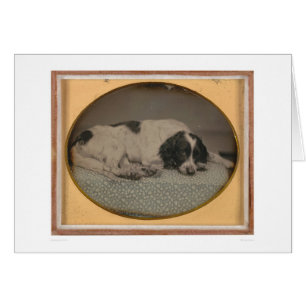 Hund besessen von Sheldon Nichols (39986)