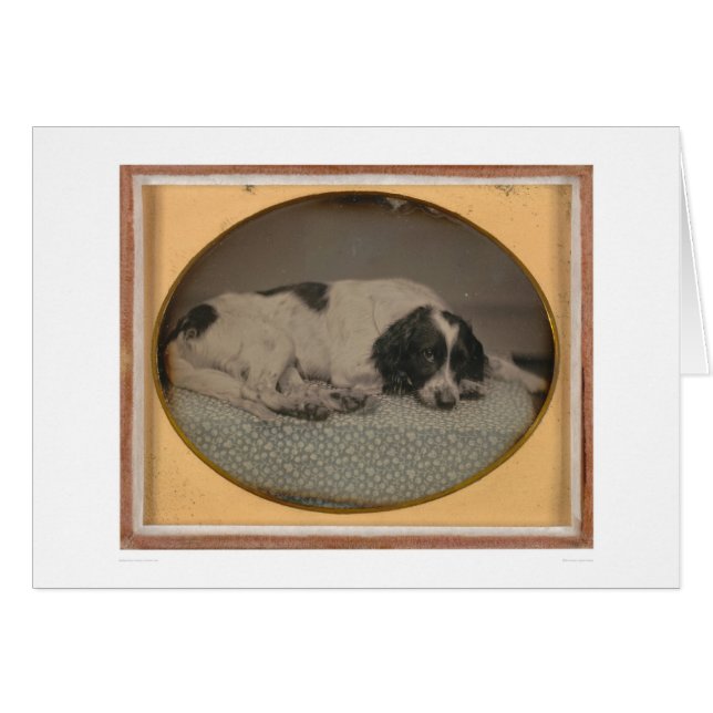 Hund besessen von Sheldon Nichols (39986) (Vorderseite (Horizontal))