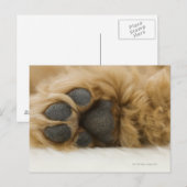 Hund, Blick auf das Bein Postkarte (Vorne/Hinten)