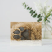 Hund, Blick auf das Bein Postkarte (Stehend Vorderseite)
