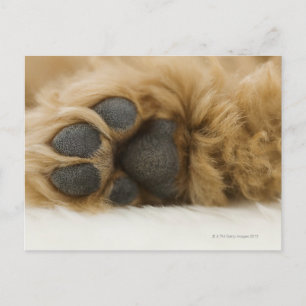 Hund, Blick auf das Bein Postkarte