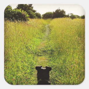 Hund Blick auf den grünen Wanderweg Quadratischer Aufkleber
