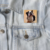 Hund Bostons Terrier Button (Beispiel)