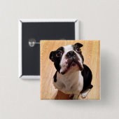 Hund Bostons Terrier Button (Vorne & Hinten)